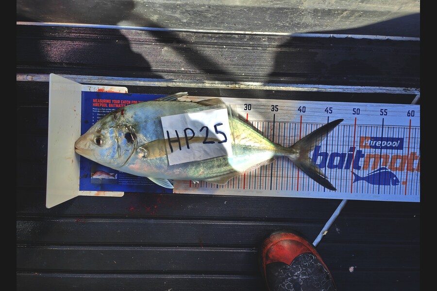 Bodhi Field caught this 41.5cm Trevally at Wellington during The Export NZ Fishing Competition