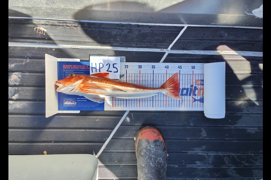 Laurence  Field caught this 44.5cm Gurnard at Wellington during The Export NZ Fishing Competition