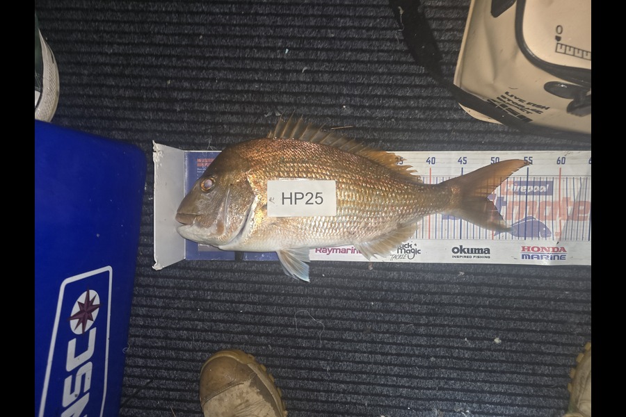 Stephen Gudsell caught this 49.0cm Snapper at Bay of Plenty during The Export NZ Fishing Competition