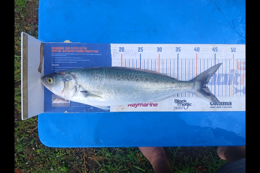 Bryce Taylor caught this 42.5cm Kahawai at Northland during The Export NZ Fishing Competition