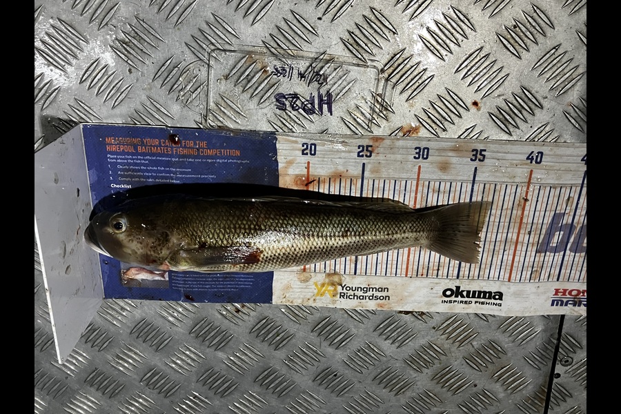 Gavin White caught this 36.0cm Blue Cod at Wellington during The Export NZ Fishing Competition