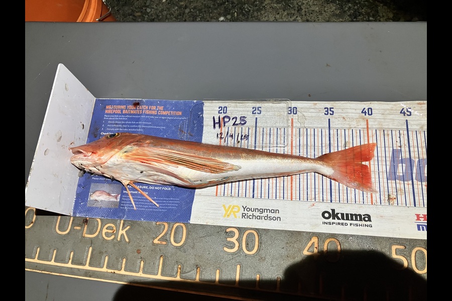 Gavin White caught this 39.0cm Gurnard at Wellington during The Export NZ Fishing Competition