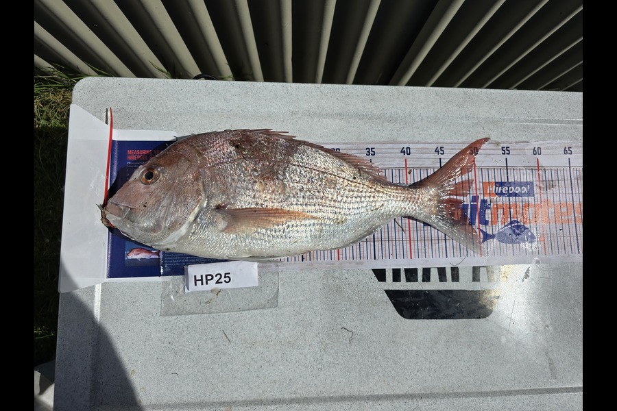 James Hedley caught this 48.0cm Snapper at Hawkes Bay during The Export NZ Fishing Competition