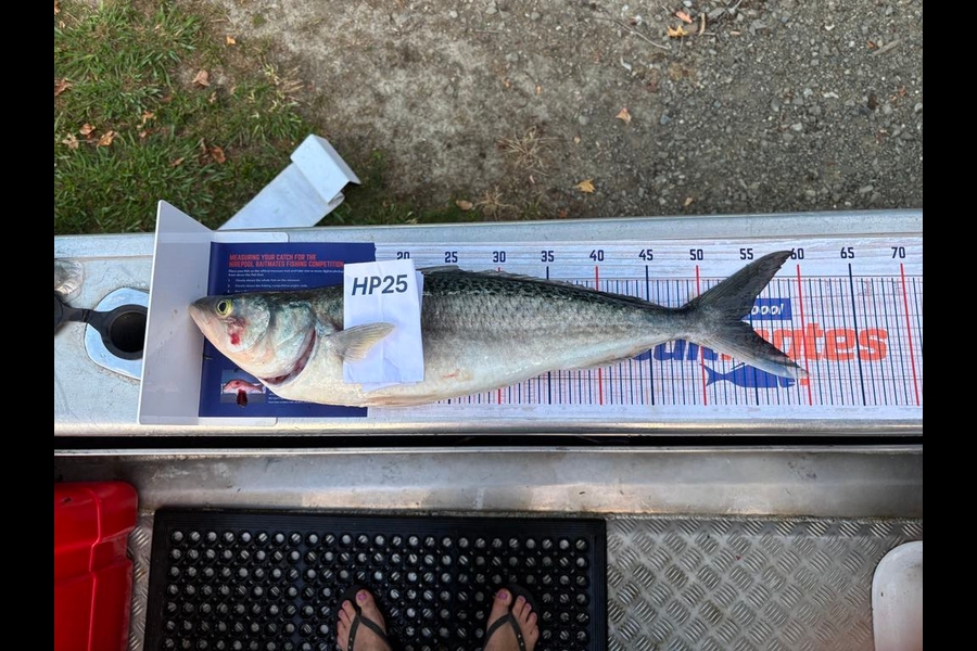 Sid Wallace caught this 54.0cm Kahawai at East Cape during The Export NZ Fishing Competition