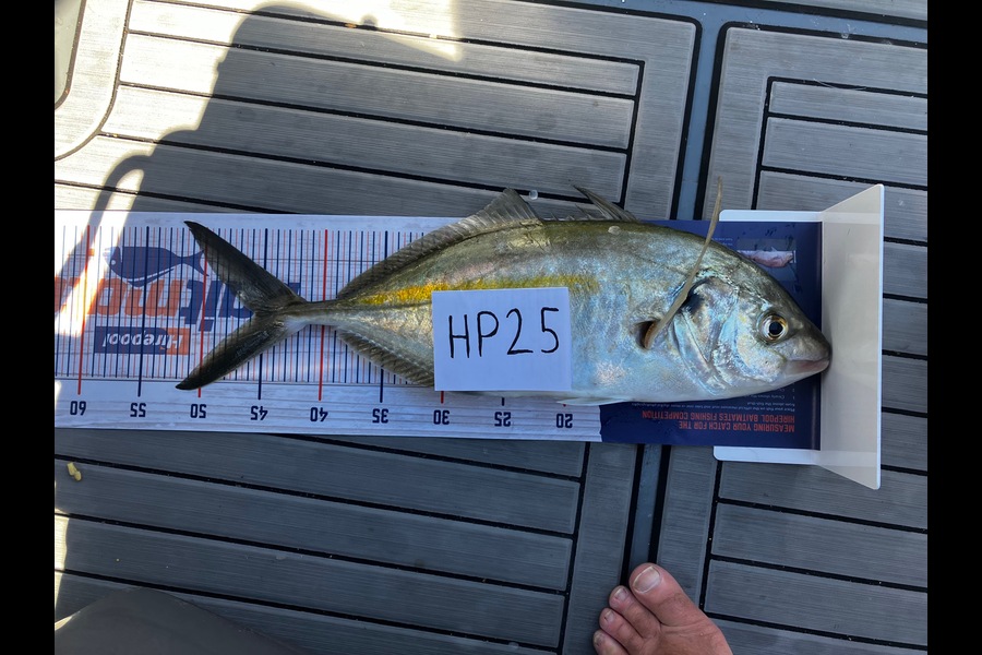 Julius Kolk caught this 45.5cm Trevally at Bay of Plenty during The Export NZ Fishing Competition