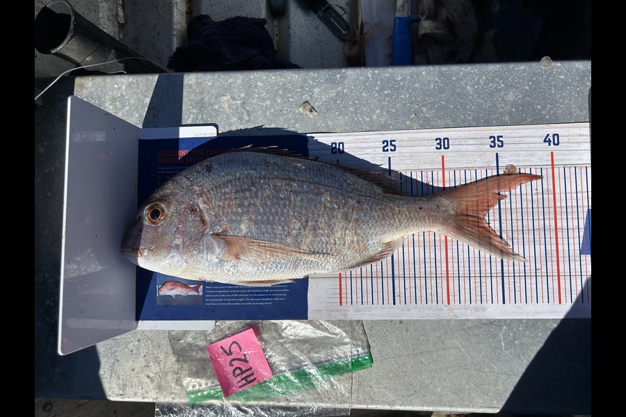 Angela Gadsby caught this 33.5cm Snapper at Nelson/Marlborough during The Export NZ Fishing Competition