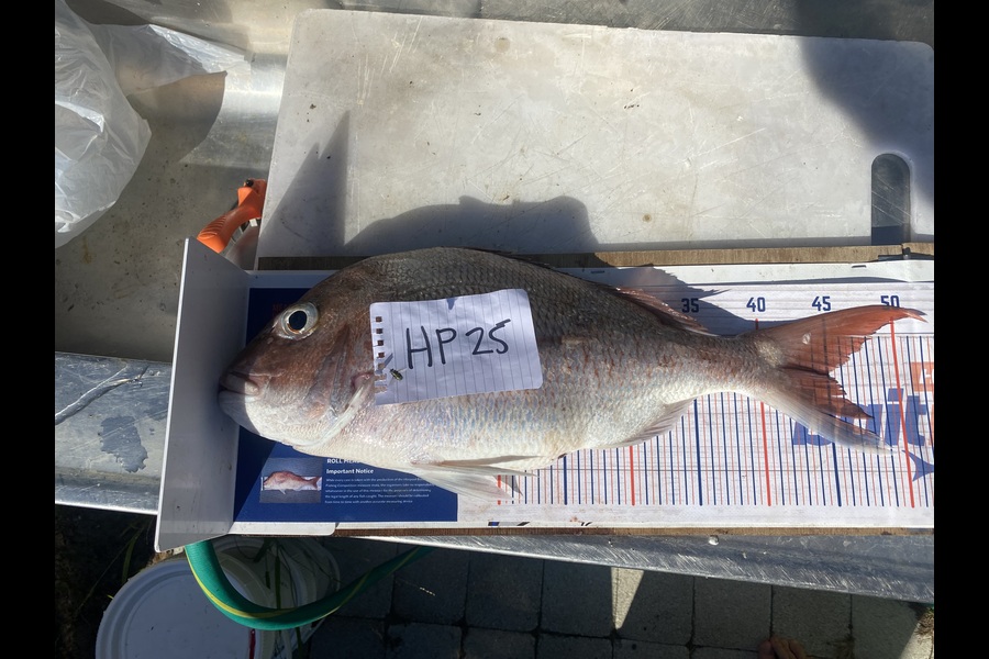 Mark Ray caught this 44.5cm Snapper at Bay of Plenty during The Export NZ Fishing Competition