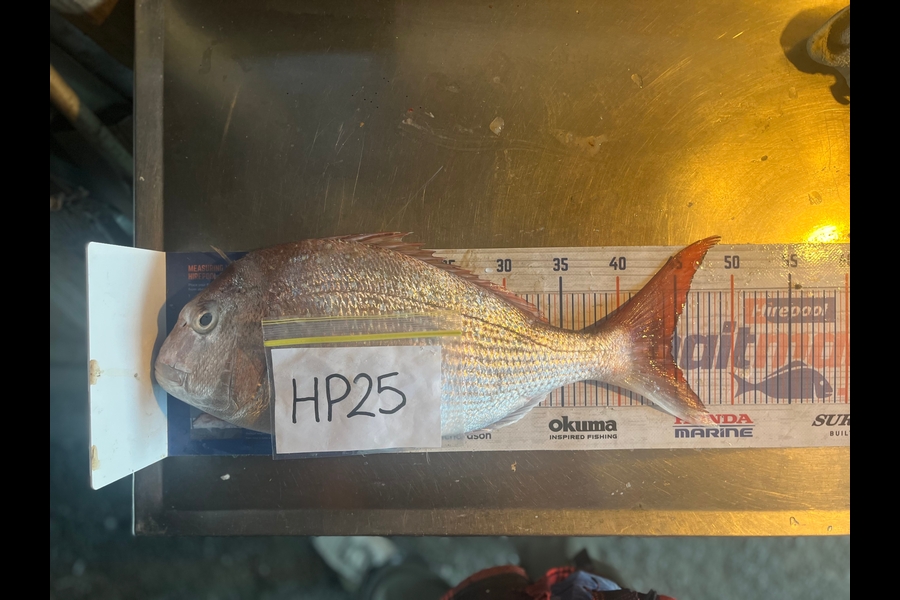 Rowan Young caught this 44.5cm Snapper at Nelson/Marlborough during The Export NZ Fishing Competition