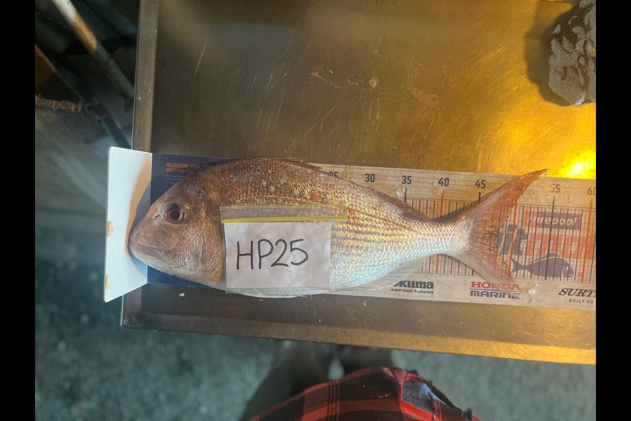 Laura Young caught this 47.5cm Snapper at Nelson/Marlborough during The Export NZ Fishing Competition