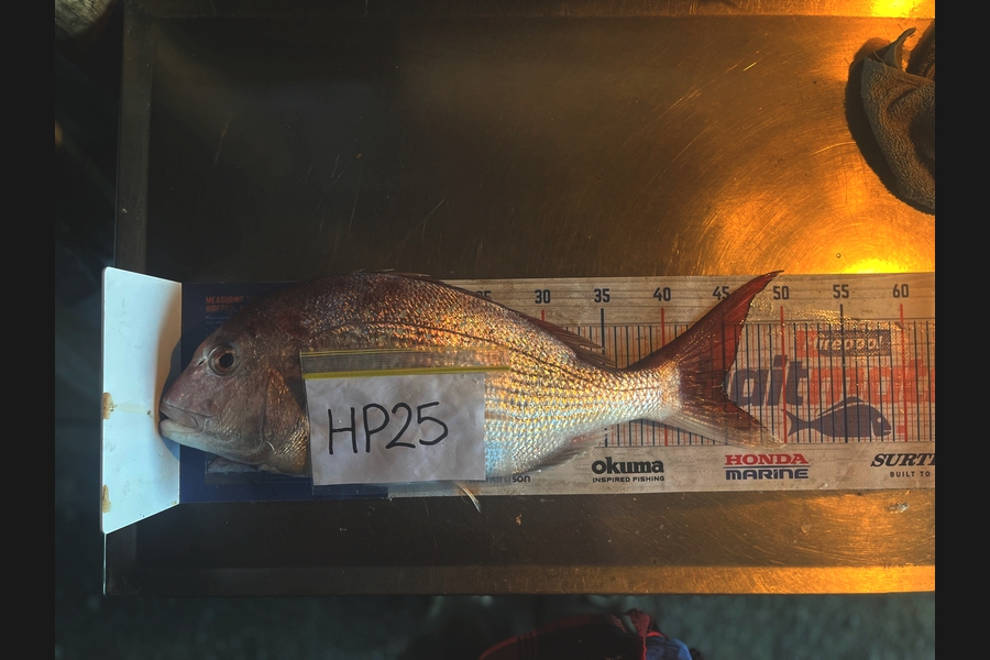 Harry Young caught this 44.5cm Snapper at Nelson/Marlborough during The Export NZ Fishing Competition