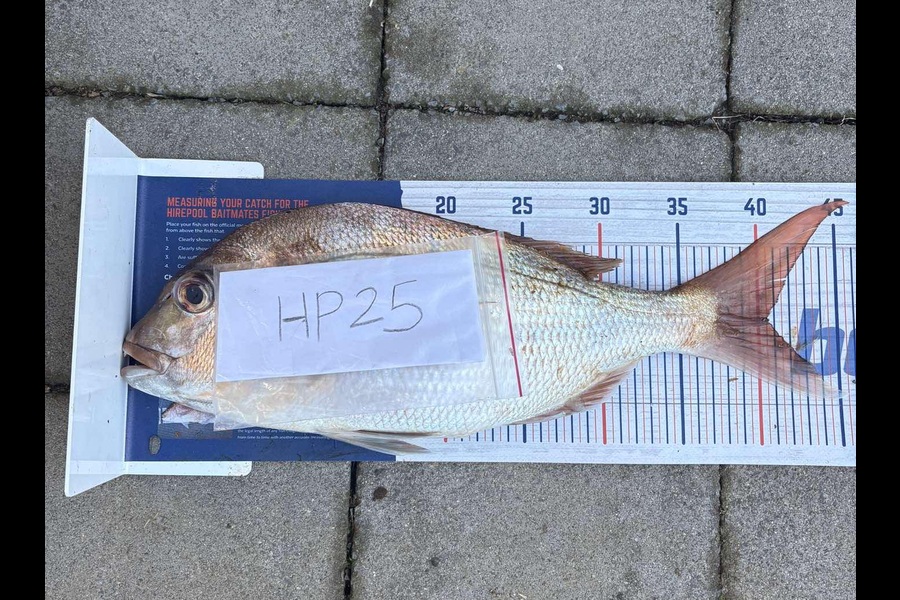 Kendyl Van Dragt caught this 40.5cm Snapper at Bay of Plenty during The Export NZ Fishing Competition