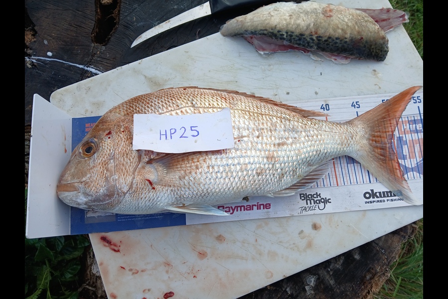 Cory Bellamy caught this 49.0cm Snapper at Northland during The Export NZ Fishing Competition