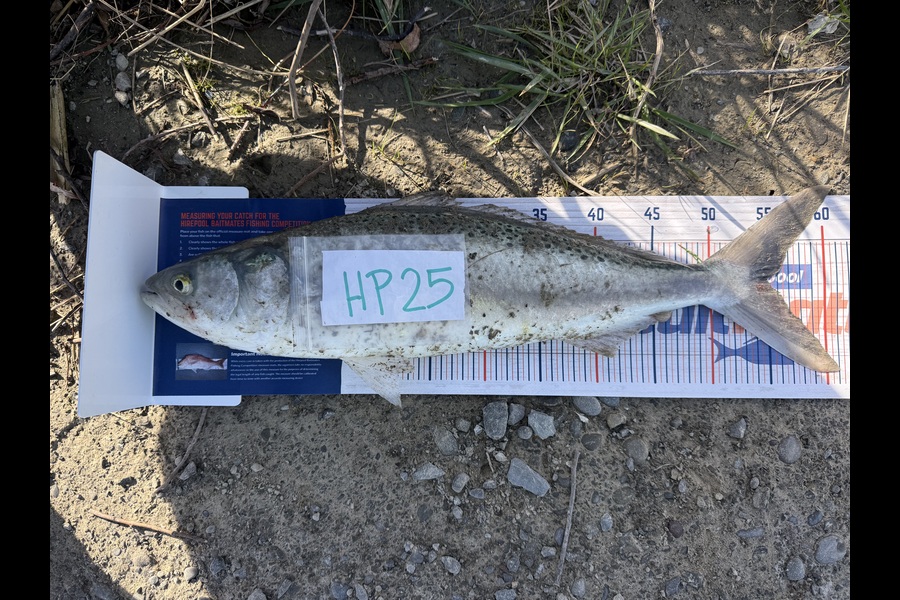 Marcquim Momo caught this 55.0cm Kahawai at Canterbury during The Export NZ Fishing Competition
