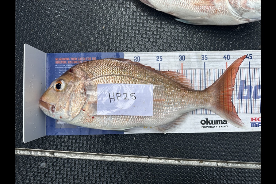 Shaun Kitching caught this 40.5cm Snapper at Northland during The Export NZ Fishing Competition