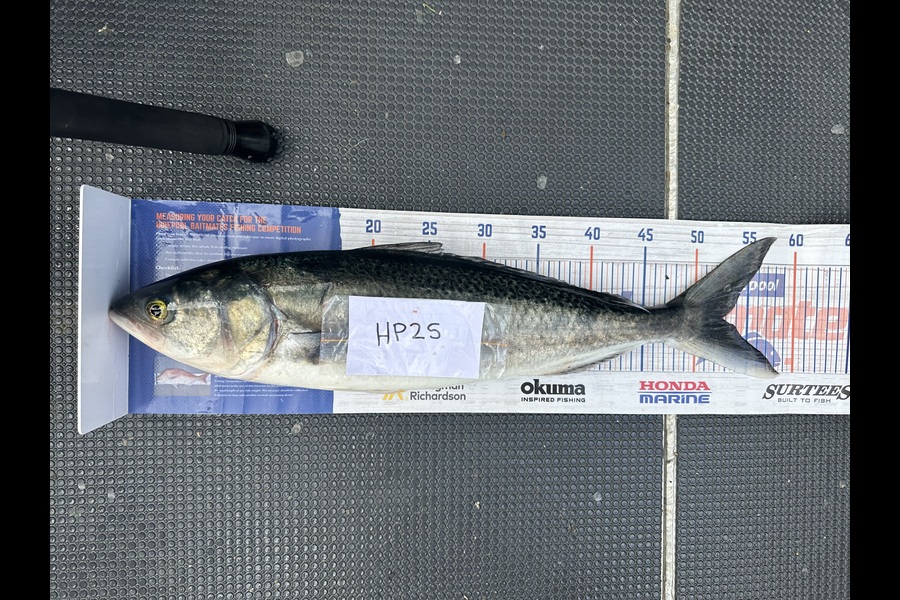 Shaun Kitching caught this 52.5cm Kahawai at Northland during The Export NZ Fishing Competition