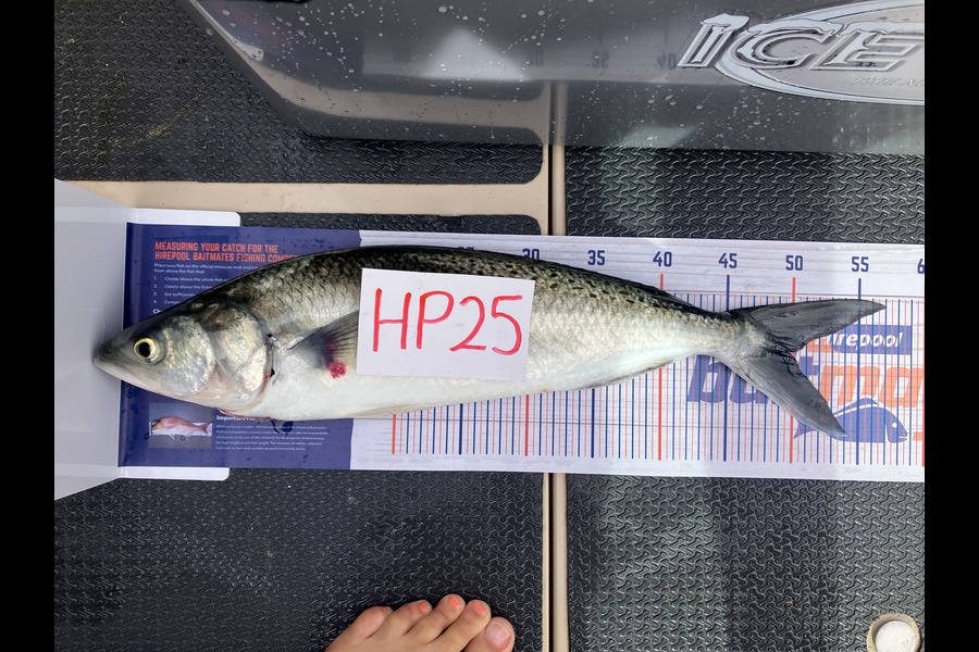 Jonathan Dippenaar caught this 49.5cm Kahawai at Auckland during The Export NZ Fishing Competition