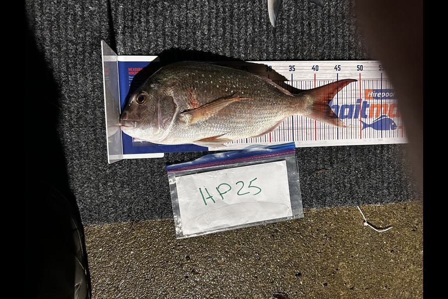 Mallory Cowin caught this 42.5cm Snapper at Wellington during The Export NZ Fishing Competition