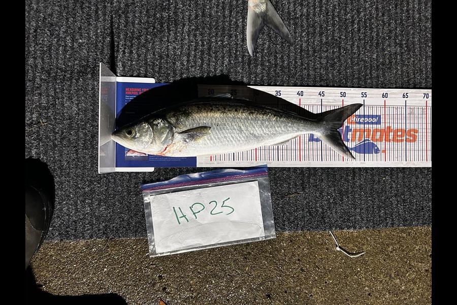 Mallory Cowin caught this 48.5cm Kahawai at Wellington during The Export NZ Fishing Competition
