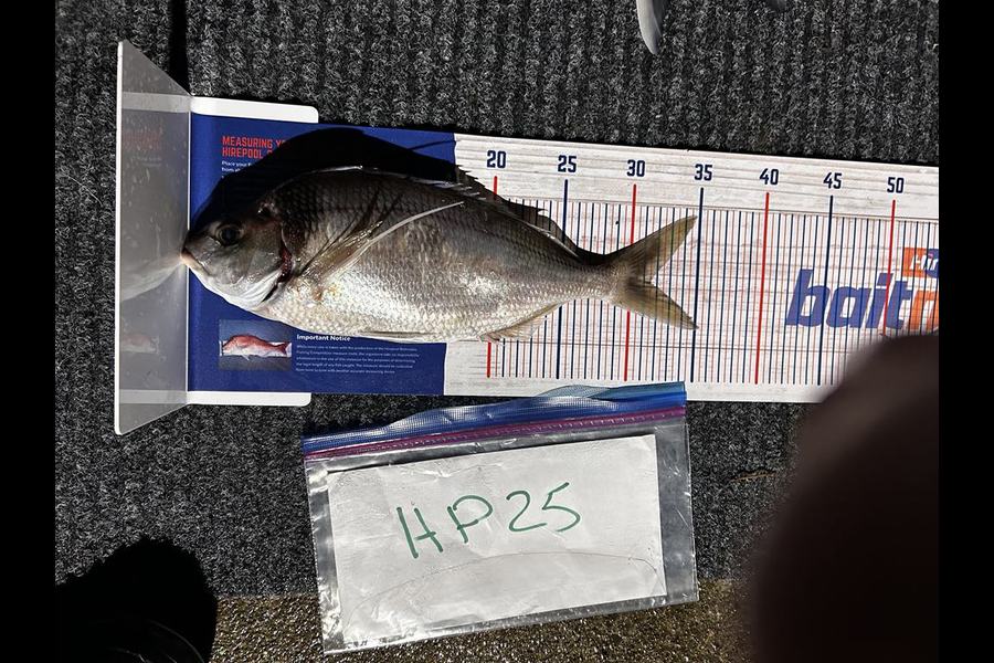 Mallory Cowin caught this 31.5cm Tarakihi at Wellington during The Export NZ Fishing Competition