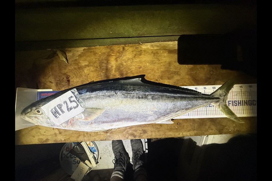 Josh Bolton caught this 106.0cm Kingfish at Wellington during The Export NZ Fishing Competition