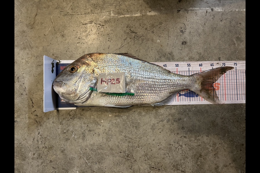 James Baker caught this 64.5cm Snapper at Northland during The Export NZ Fishing Competition