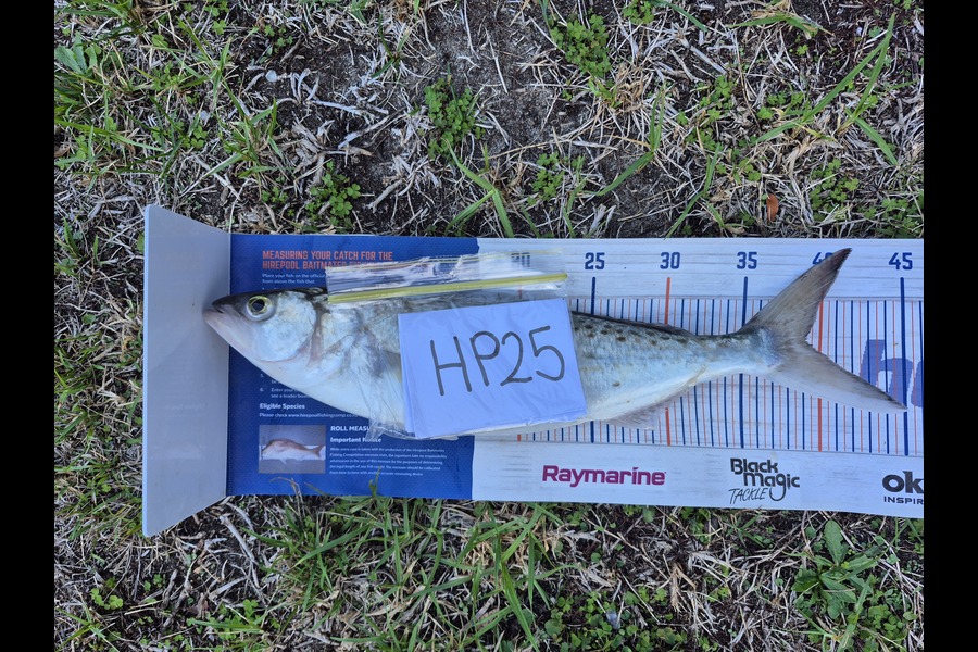 Carl Hine caught this 39cm Kahawai at Bay of Plenty during The Export NZ Fishing Competition