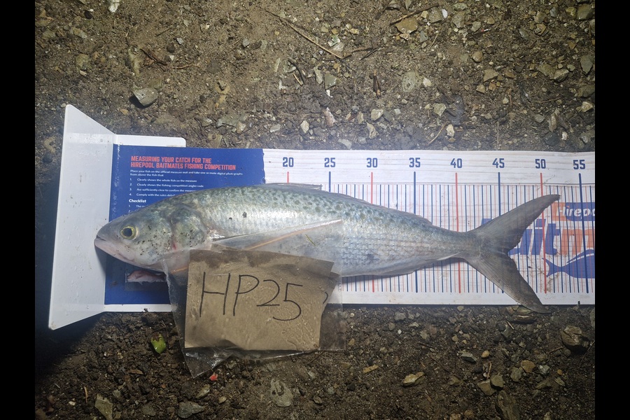 Craig Nelder caught this 45.5cm Kahawai at Northland during The Export NZ Fishing Competition