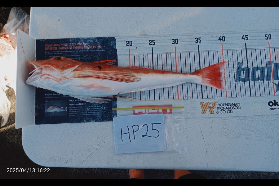 Carol Brannen caught this 39.5cm Gurnard at Nelson/Marlborough during The Export NZ Fishing Competition