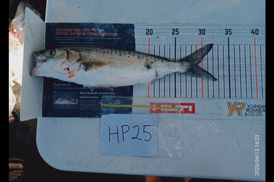 Carol Brannen caught this 29.0cm Kahawai at Nelson/Marlborough during The Export NZ Fishing Competition