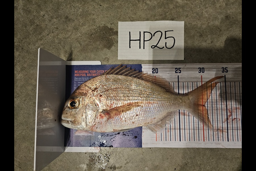Theo De Villiers caught this 30.0cm Snapper at Auckland during The Export NZ Fishing Competition