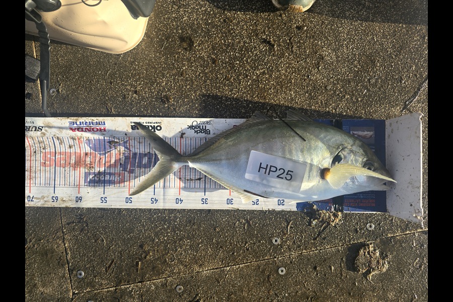 Stephen Gudsell caught this 44.0cm Trevally at Bay of Plenty during The Export NZ Fishing Competition