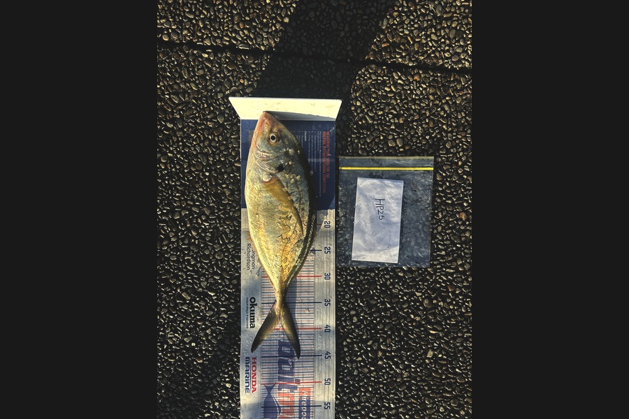 Rehua Jones caught this 38.5cm Trevally at Bay of Plenty during The Export NZ Fishing Competition