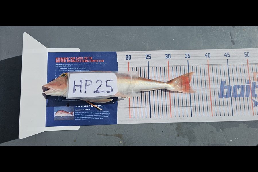 Frank van Vroonhoven caught this 35.0cm Gurnard at Bay of Plenty during The Export NZ Fishing Competition