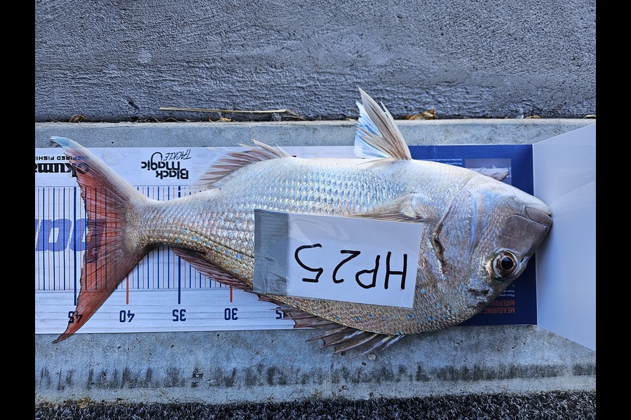 Sheila Jackson caught this 43.5cm Snapper at Nelson/Marlborough during The Export NZ Fishing Competition