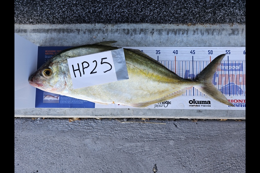 Sheila Jackson caught this 50.0cm Trevally at Nelson/Marlborough during The Export NZ Fishing Competition