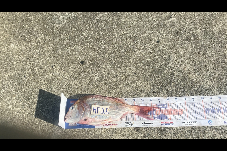 Andrew Russell caught this 47cm Snapper at Manawatu during The Export NZ Fishing Competition