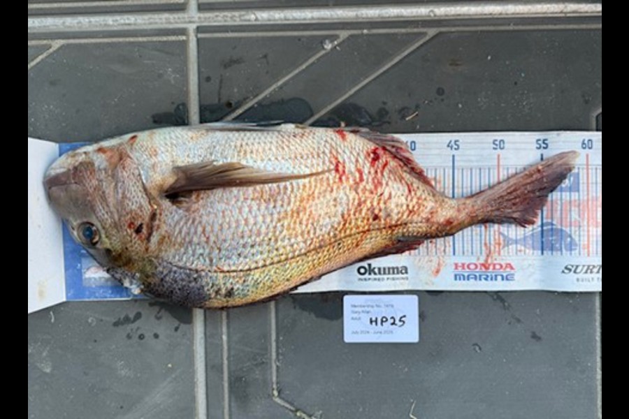 Gary Allan caught this 55.0cm Snapper at Wellington during The Export NZ Fishing Competition