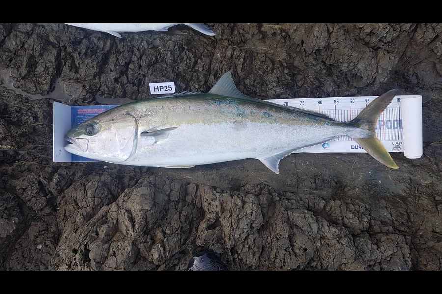 Paul White caught this 97.0cm Kingfish at East Cape during The Export NZ Fishing Competition