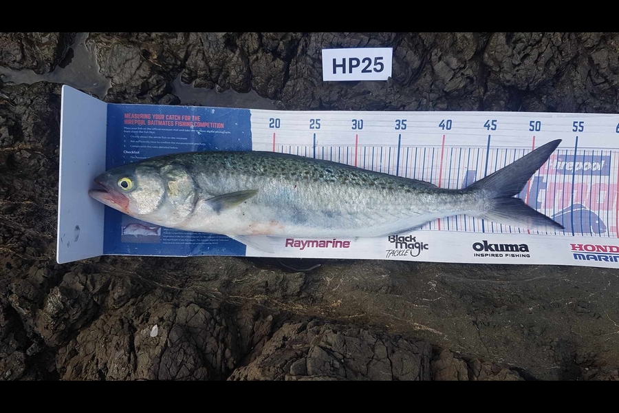 Paul White caught this 48.0cm Kahawai at East Cape during The Export NZ Fishing Competition