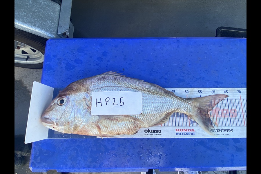 Ryan Mitchell caught this 56.5cm Snapper at Nelson/Marlborough during The Export NZ Fishing Competition