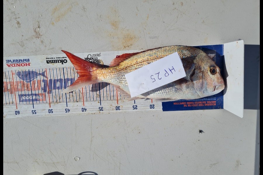 Hamish McCallum caught this 40.5cm Snapper at Manawatu during The Export NZ Fishing Competition