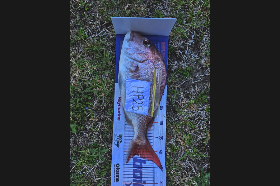 Lucas Hine caught this 41.0cm Snapper at Bay of Plenty during The Export NZ Fishing Competition
