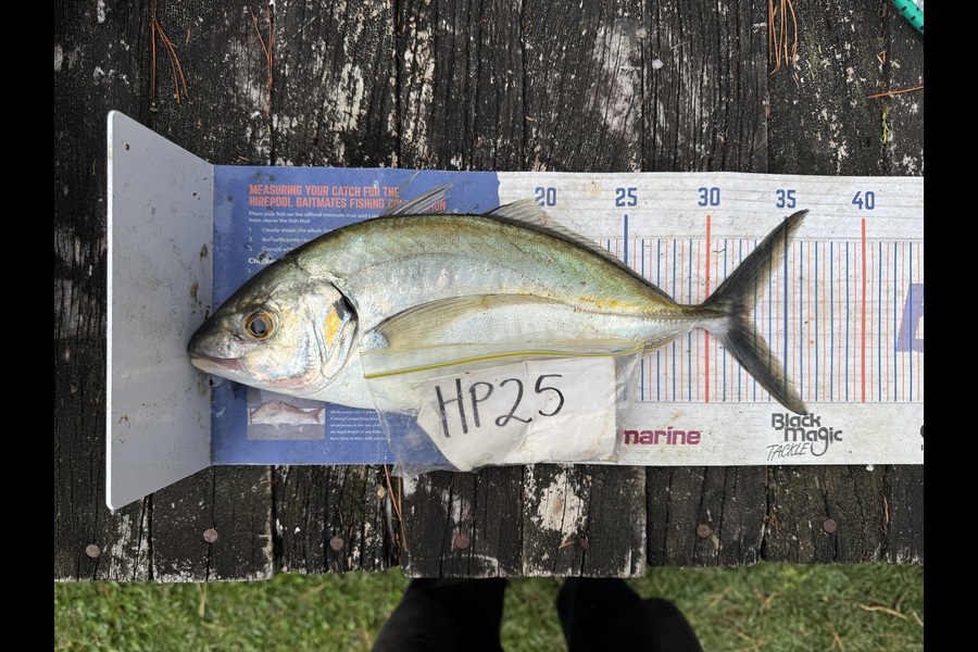 Nigel Beer  caught this 32.5cm Trevally at Coromandel during The Export NZ Fishing Competition
