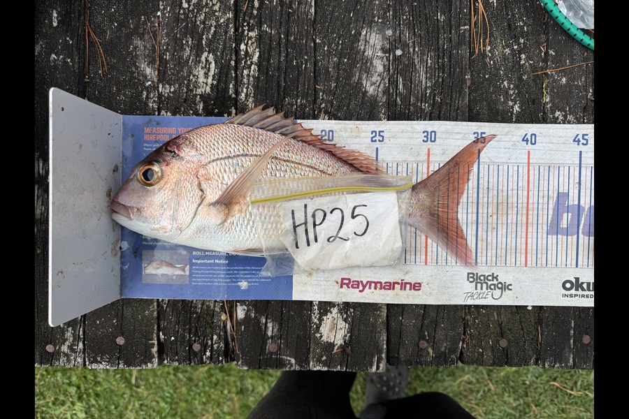 Nigel Beer  caught this 33.0cm Snapper at Coromandel during The Export NZ Fishing Competition