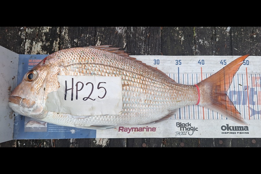 Trevor Hopson caught this 45.0cm Snapper at Coromandel during The Export NZ Fishing Competition