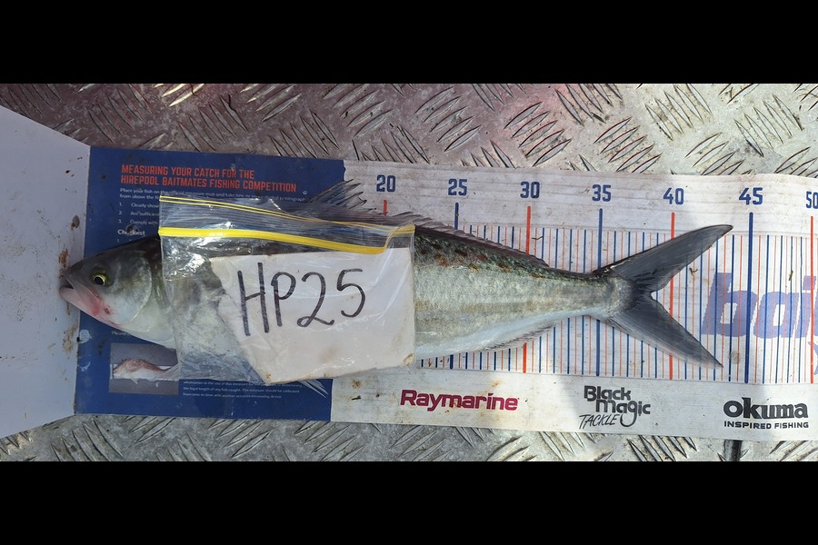 Trevor Hopson caught this 38.5cm Kahawai at Coromandel during The Export NZ Fishing Competition