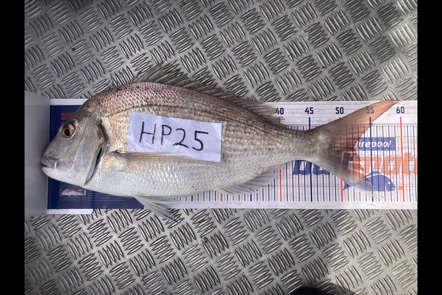 Bryce Flexman caught this 52.0cm Snapper at Waikato during The Export NZ Fishing Competition