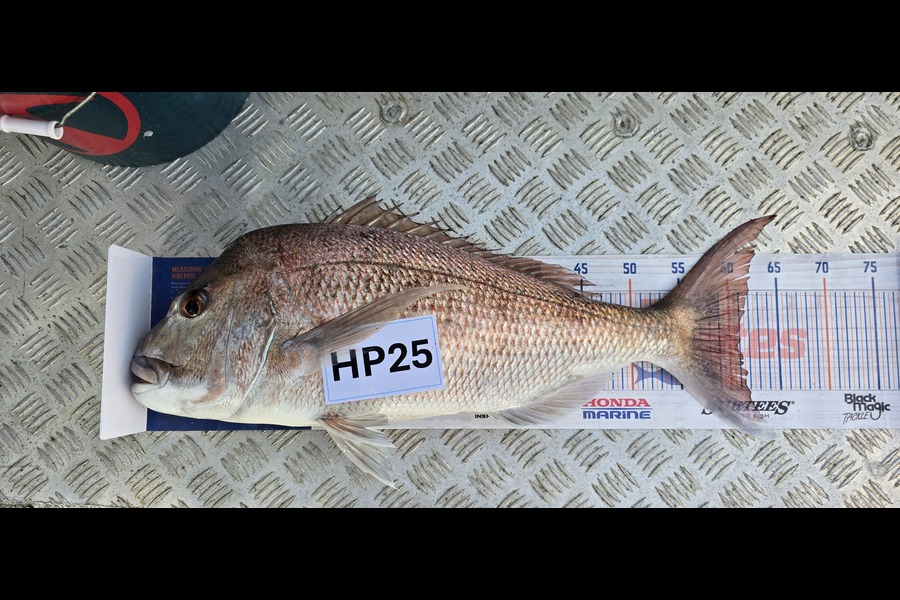 Brock Coddington caught this 61.0cm Snapper at Auckland during The Export NZ Fishing Competition