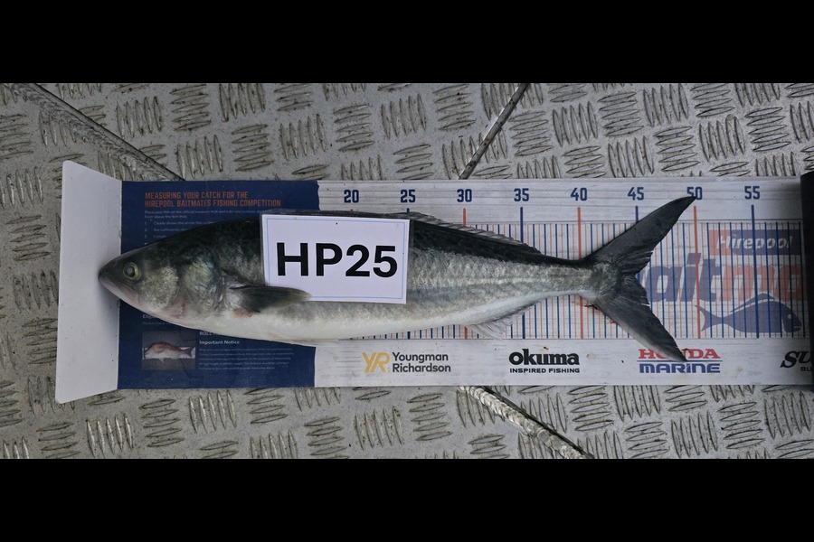 Brock Coddington caught this 44.5cm Kahawai at Auckland during The Export NZ Fishing Competition