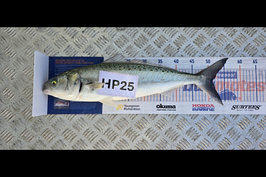 Nicola Burrows caught this 51.0cm Kahawai at Auckland during The Export NZ Fishing Competition